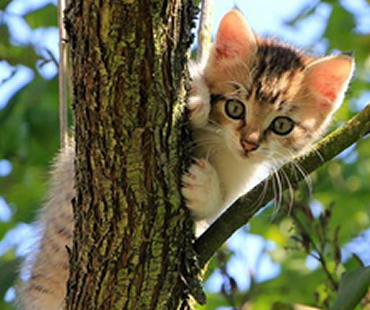 Kitten in tree