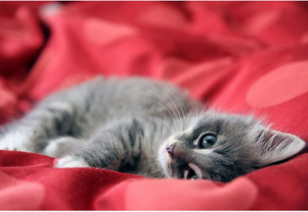 Kitten on red silk